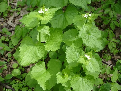 garlic mustard — photo 1