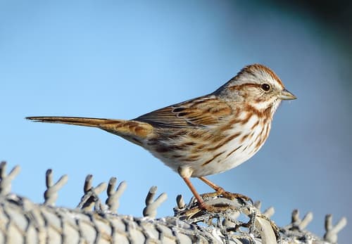 Song Sparrow — photo 1