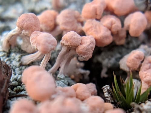 Pink Earth Lichen — photo 1