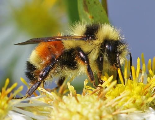 Tricolored Bumble Bee — photo 1