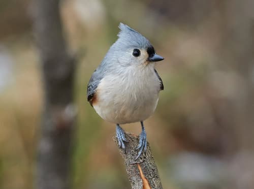 Tufted Titmouse — photo 1