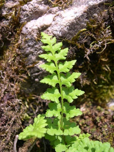 alpine woodsia — photo 1