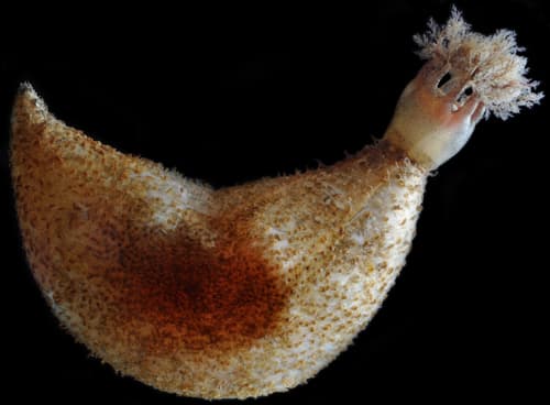 Hard-fingered Sea Cucumber — photo 1