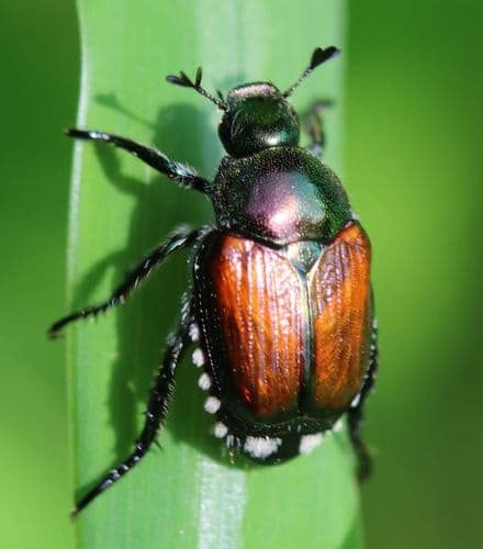 Japanese Beetle — photo 1