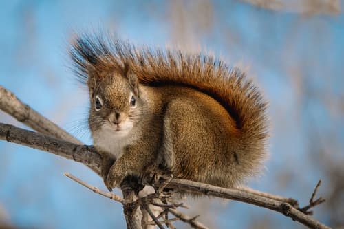 American Red Squirrel — photo 1