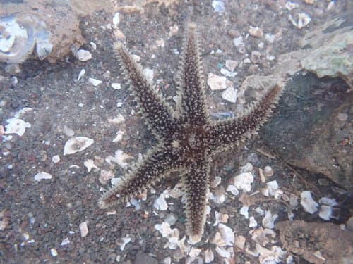 Green Slender Sea Star — photo 1