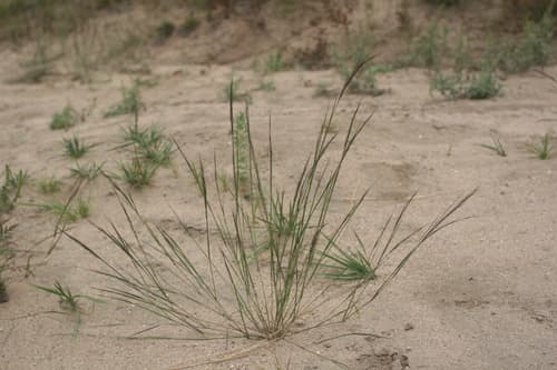 Forked Three-awn Grass — photo 1