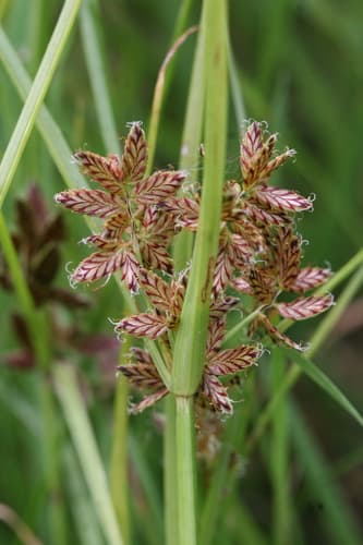Umbrella Flatsedge — photo 1
