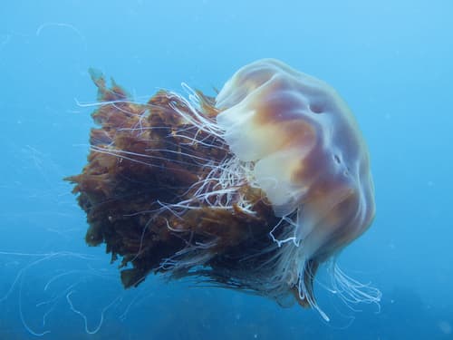 Lion's Mane Jelly — photo 1