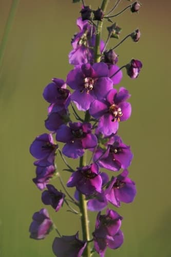 Purple Mullein — photo 1