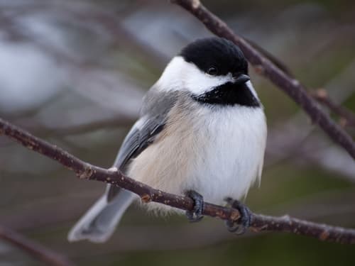 Black-capped Chickadee — photo 1