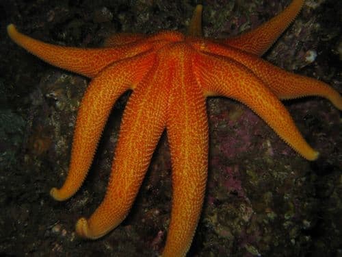 Purple Sun Star — photo 1