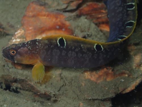 Rock Gunnel — photo 1