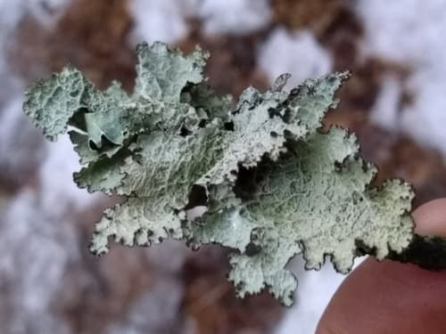 Crumpled Rag Lichen — photo 1