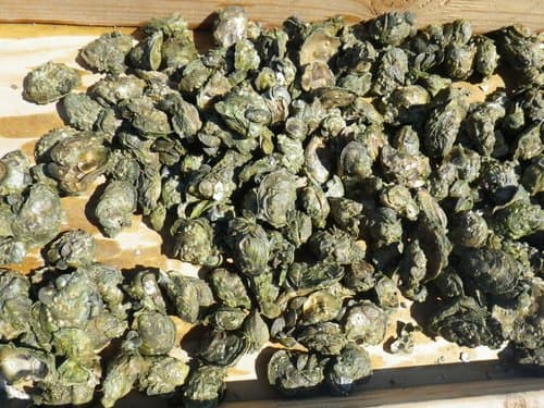 Eastern Oyster — photo 1