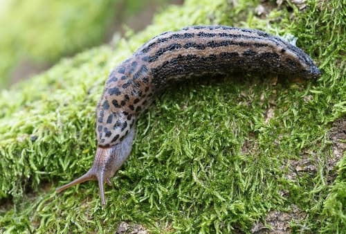 Leopard Slug — photo 1