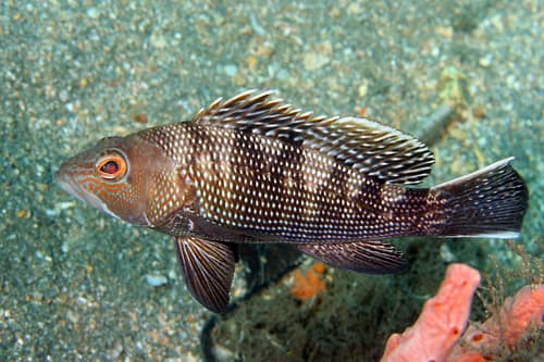 Black Sea Bass — photo 1