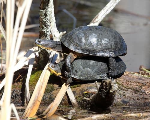 Blanding's Turtle — photo 1