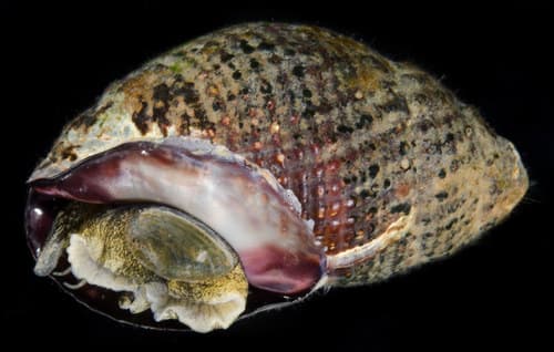 Eastern Mudsnail — photo 1