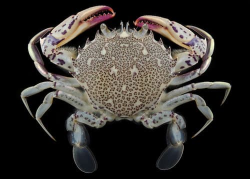 Ocellate Lady Crab — photo 1