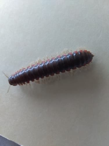 Howellaria infesta — photo 1