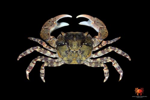 Asian Shore Crab — photo 1