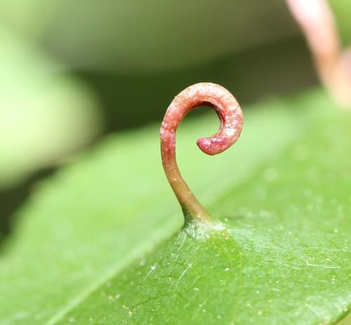 Black Cherry Leaf Gall Mite — photo 1