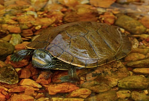 Northern Map Turtle — photo 1