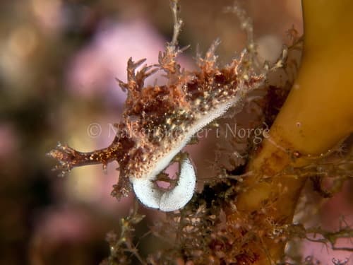 Bushy-backed Nudibranch — photo 1