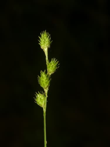 Greenwhite Sedge — photo 1