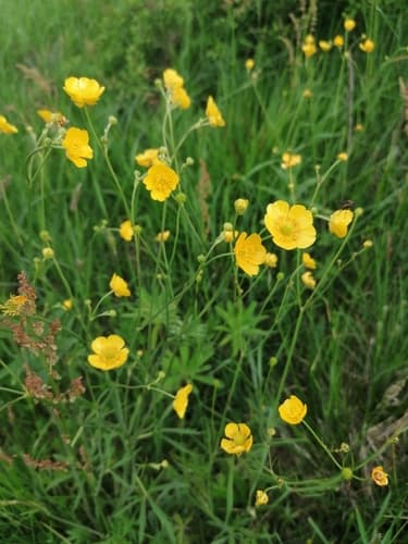 meadow buttercup — photo 1