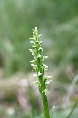 north wind bog orchid — photo 1