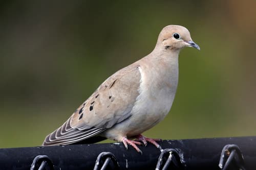 Mourning Dove — photo 1