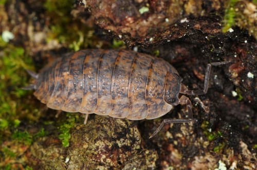 Rathke's Woodlouse — photo 1