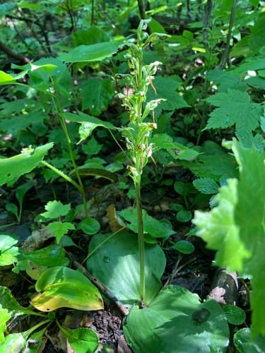 Hooker's Orchid — photo 1