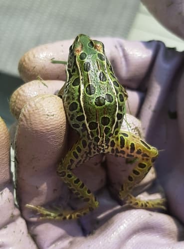 Northern Leopard Frog — photo 1