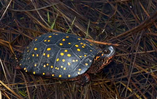 Spotted Turtle — photo 1