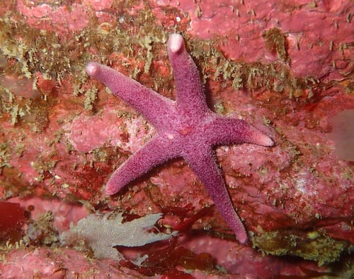 Northern Blood Star — photo 1