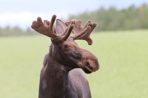 Moose — photo 1
