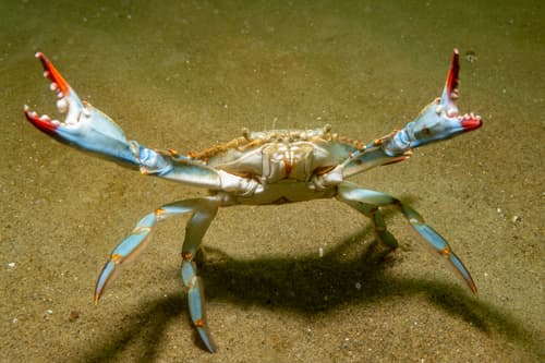 Atlantic Blue Crab — photo 1