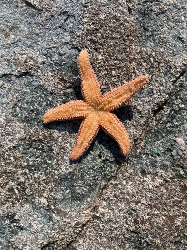 Forbes's Sea Star — photo 1