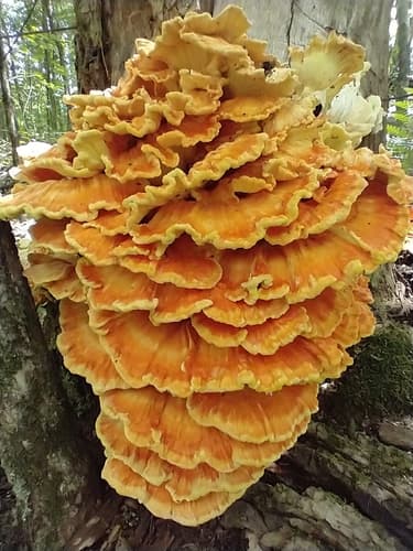 chicken of the woods — photo 1