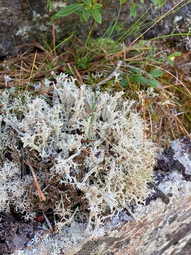 Fishnet Cladonia — photo 1