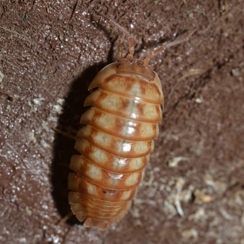 Nosy Pill Woodlouse — photo 1