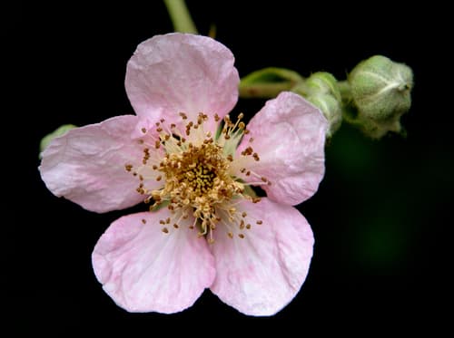 Armenian Blackberry — photo 1