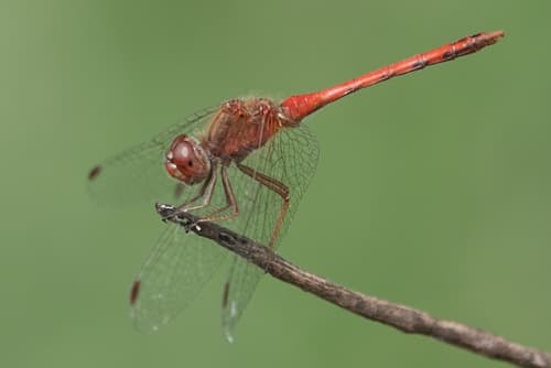 Autumn Meadowhawk — photo 1