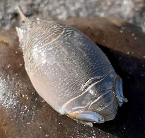 Atlantic Sand Crab — photo 1