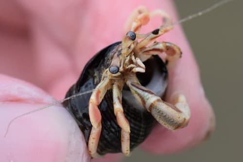 Long-claw Hermit Crab — photo 1