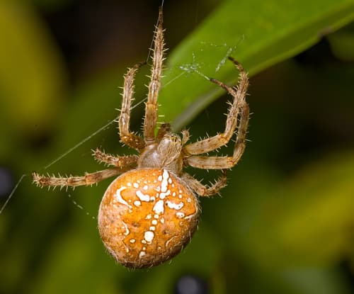 Cross Orbweaver — photo 1