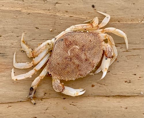 Atlantic Rock Crab — photo 1